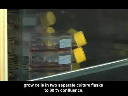 Cell Electrofusion Visualized with Fluorescence Microscopy