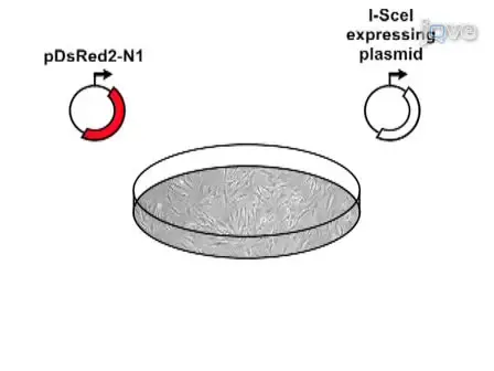 Analysis of DNA Double-strand Break (DSB) Repair in Mammalian Cells