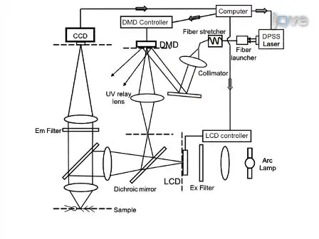 Patterned Photostimulation with Digital Micromirror Devices to Investigate Dendritic Integration Across Branch Points