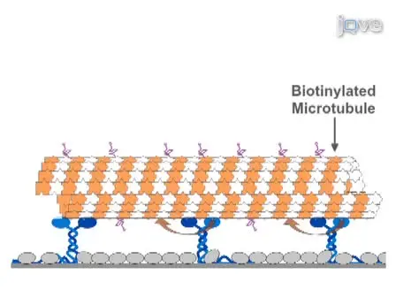 Cargo Loading onto Kinesin Powered Molecular Shuttles