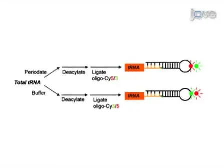 Genome-wide Analysis of Aminoacylation (Charging) Levels of tRNA Using Microarrays