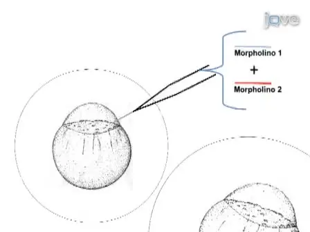 A Reverse Genetic Approach to Test Functional Redundancy During Embryogenesis
