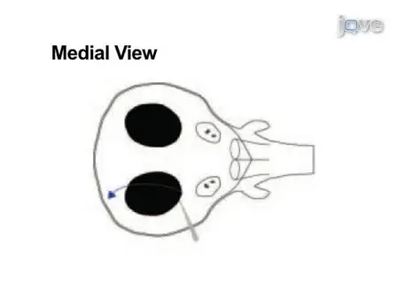 Microdissection of Zebrafish Embryonic Eye Tissues