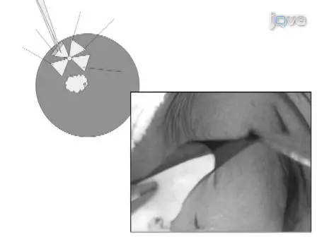  Experimental Models for Study of Retinal Pigment Epithelial Physiology and Pathophysiology