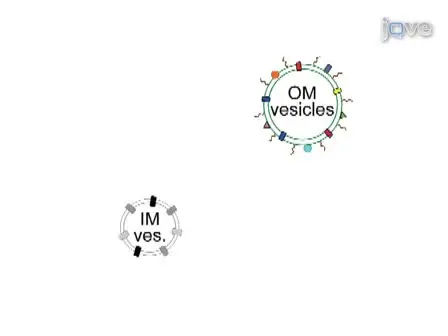 Method for the Isolation of <em>Francisella tularensis</em> Outer Membranes