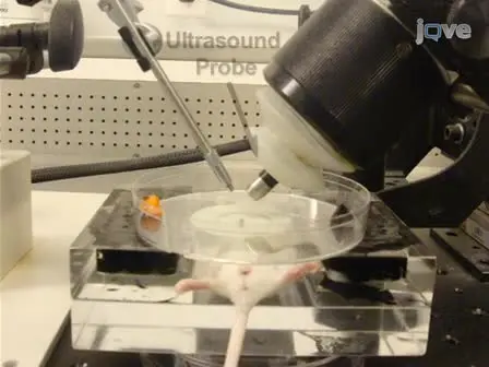 Ultrasound-Guided Microinjection into the Mouse Forebrain <em>In Utero</em> at E9.5