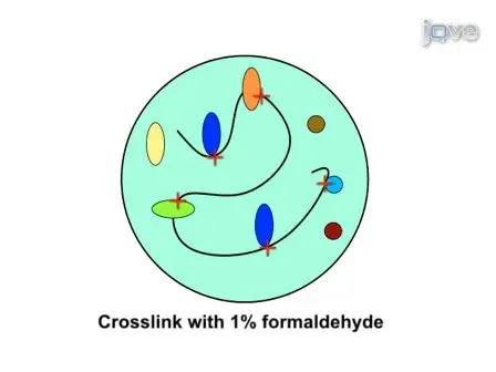 Chromatin Immunoprecipitation (ChIP) to Assay Dynamic Histone Modification in Activated Gene Expression in Human Cells