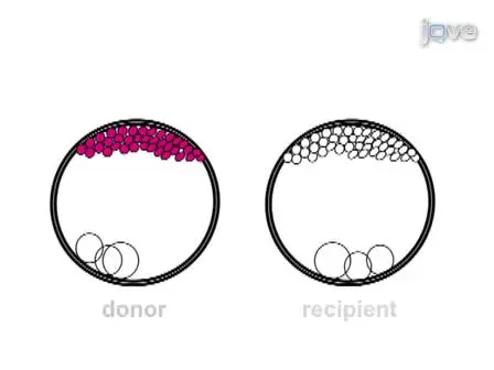Dechorionation of Medaka Embryos and Cell Transplantation for the Generation of Chimeras