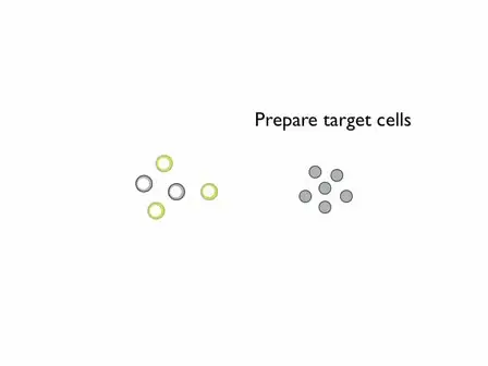 Visualizing Cell-to-cell Transfer of HIV using Fluorescent Clones of HIV and Live Confocal Microscopy