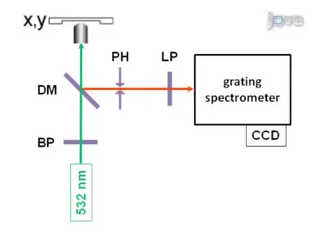 Label-free <em>in situ</em> Imaging of Lignification in Plant Cell Walls