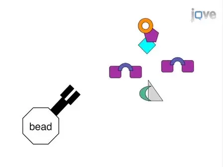 IP-FCM:  Immunoprecipitation Detected by Flow Cytometry