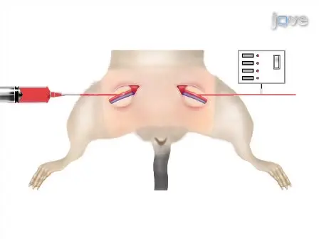 Fixed Volume or Fixed Pressure: A Murine Model of Hemorrhagic Shock