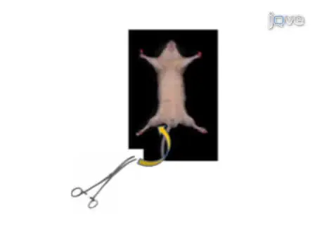 Pseudofracture: An Acute Peripheral Tissue Trauma Model