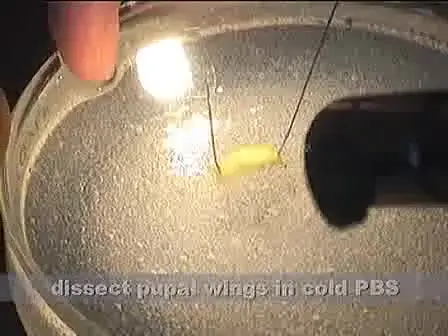 In situ Protocol for Butterfly Pupal Wings Using Riboprobes