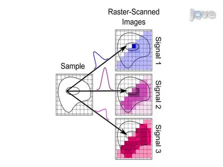 Differential Imaging of Biological Structures with Doubly-resonant Coherent Anti-stokes Raman Scattering (CARS)