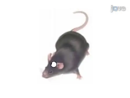 Patch Clamp Recordings from Mouse Retinal Neurons in a Dark-adapted Slice Preparation