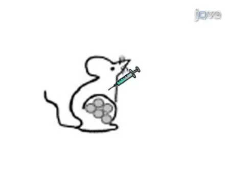 <em>In vivo</em> Imaging and Therapeutic Treatments in an Orthotopic Mouse Model of Ovarian Cancer