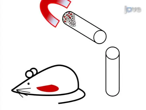 Induction and Assessment of Class Switch Recombination in Purified Murine B Cells