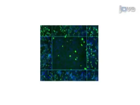 RNAi Screening for Host Factors Involved in <em>Vaccinia</em> Virus Infection using <em>Drosophila</em> Cells