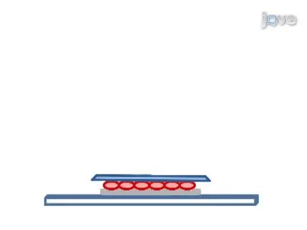 Detection of  Neu1 Sialidase Activity in Regulating TOLL-like Receptor Activation