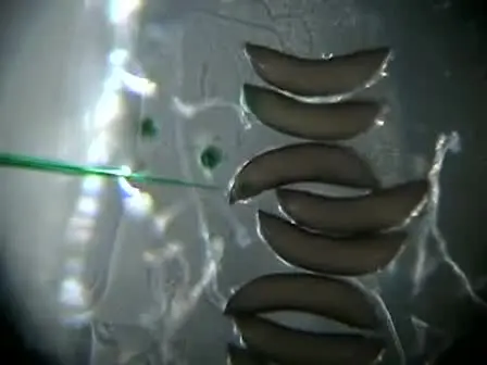 Injection of An. stephensi Embryos to Generate Malaria-resistant Mosquitoes