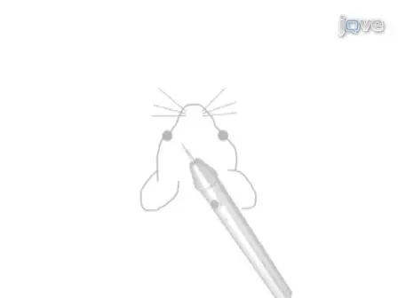 Intravital Microscopy of the Mouse Brain Microcirculation using a Closed Cranial Window