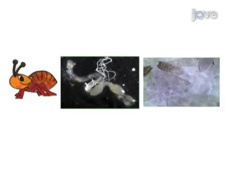 Testing Protozoacidal Activity of Ligand-lytic Peptides Against Termite Gut Protozoa <em>in vitro</em> (Protozoa Culture) and <em>in vivo</em> (Microinjection into Termite Hindgut)