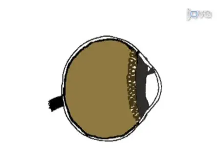 Isolation of Retinal Stem Cells from the Mouse Eye