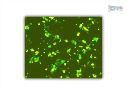 Primary Cell Cultures from <em>Drosophila</em> Gastrula Embryos