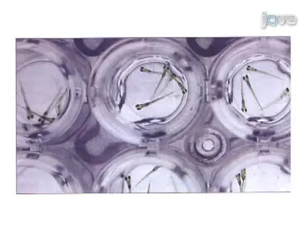 Large Scale Zebrafish-Based <em>In vivo</em> Small Molecule Screen