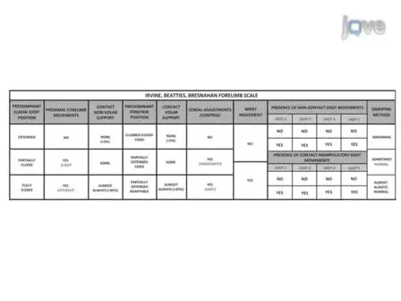 A Novel Method for Assessing Proximal and Distal Forelimb Function in the Rat: the Irvine, Beatties and Bresnahan (IBB) Forelimb Scale