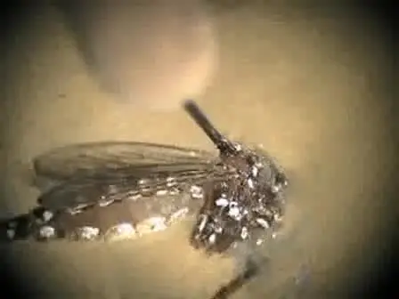 Dissection of Midgut and Salivary Glands from Ae. aegypti Mosquitoes