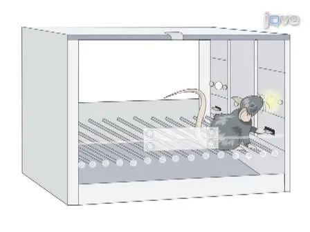 Operant Sensation Seeking in the Mouse