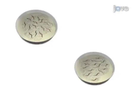An Introduction to Worm Lab: from Culturing Worms to Mutagenesis