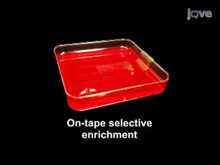 Combination of Adhesive-tape-based Sampling and Fluorescence <em>in situ</em> Hybridization for Rapid Detection of <em>Salmonella</em> on Fresh Produce
