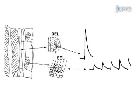 Membrane Potentials, Synaptic Responses, Neuronal Circuitry, Neuromodulation and Muscle Histology Using the Crayfish: Student Laboratory Exercises