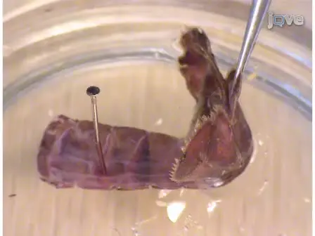 Muscle Receptor Organs in the Crayfish Abdomen: A Student Laboratory Exercise in Proprioception 