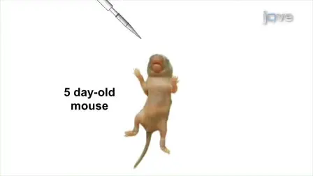 Using Bioluminescent Imaging to Investigate Synergism Between <em>Streptococcus pneumoniae</em> and Influenza A Virus in Infant Mice