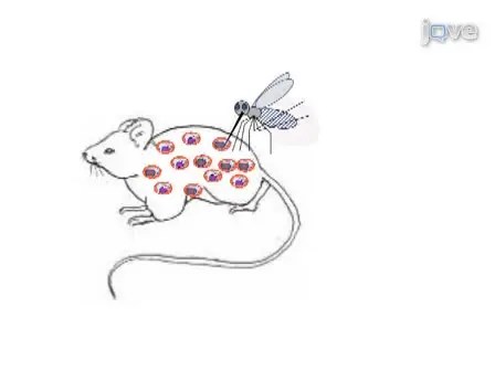 Protocol for Production of a Genetic Cross of the Rodent Malaria Parasites