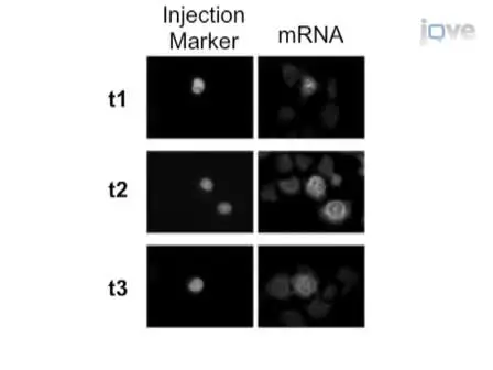 Analysis of mRNA Nuclear Export Kinetics in Mammalian Cells by Microinjection