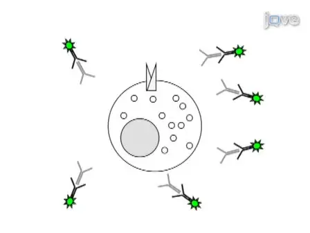 Quantitative Measurement of GLUT4 Translocation to the Plasma Membrane by Flow Cytometry