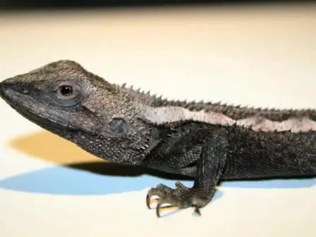 Computer-Generated Animal Model Stimuli