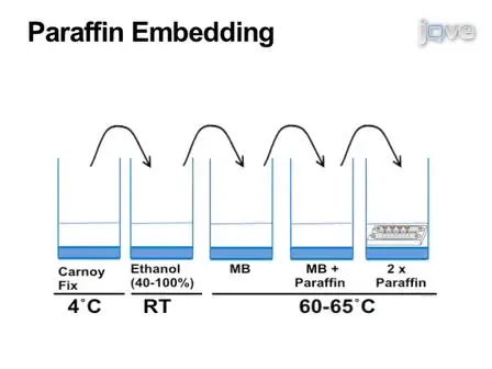 Paraffin-Embedded and Frozen Sections of <em>Drosophila</em> Adult Muscles