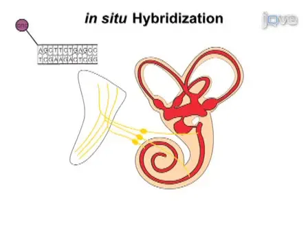 Combining Lipophilic dye, <em>in situ</em> Hybridization, Immunohistochemistry, and Histology
