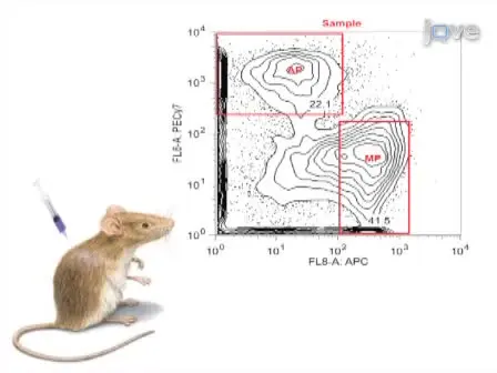 Purification of Progenitors from Skeletal Muscle