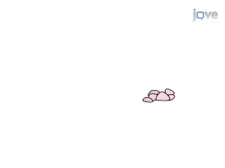 Isolation of Mouse Salivary Gland Stem Cells
