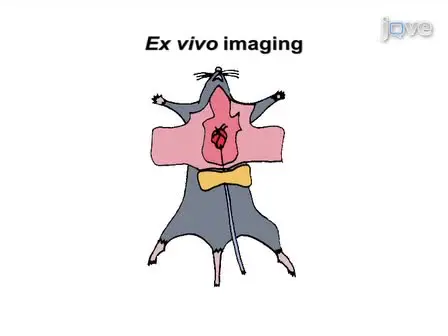 Multiple-mouse Neuroanatomical Magnetic Resonance Imaging