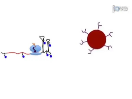 Isolation of Translating Ribosomes Containing Peptidyl-tRNAs for Functional and Structural Analyses