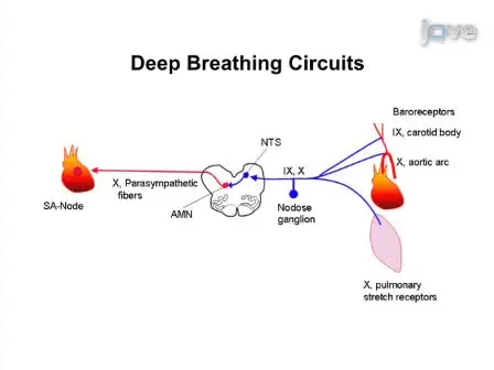 Quantitative Autonomic Testing
