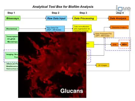 An Analytical Tool-box for Comprehensive Biochemical, Structural and Transcriptome Evaluation of Oral Biofilms Mediated by Mutans Streptococci
